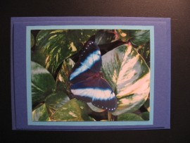 Karte, Schmetterling blau